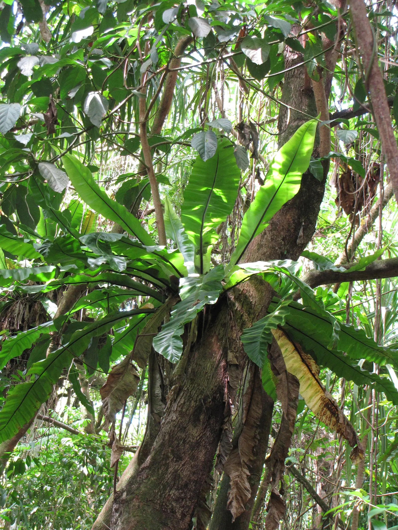 Bird's Nest Fern (Asplenium Nidus) — fern for half or shade; preferring well-draining soil with high organic matter - a mimicry of its natural, image 108
