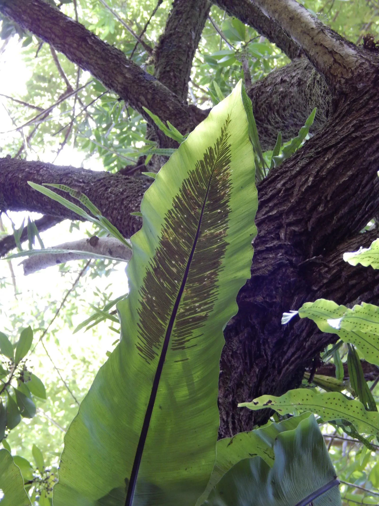 Bird's Nest Fern (Asplenium Nidus) — commonly known as Bird's Nest Fern; fronds typically reach 2-4 feet in length, gracefully arching from a central