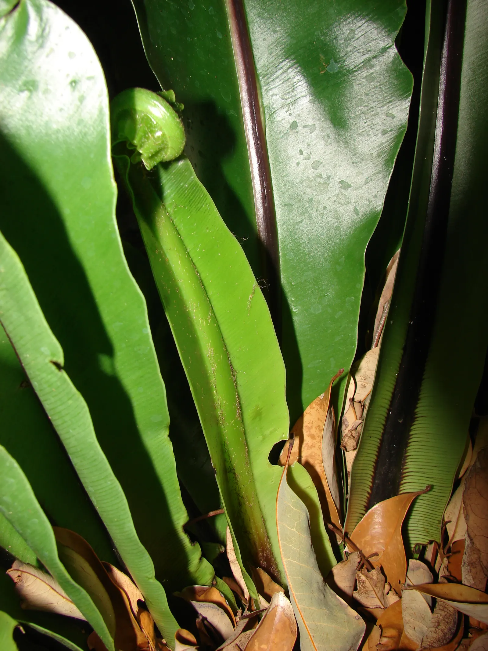 Bird's Nest Fern (Asplenium Nidus) — commonly known as Bird's Nest Fern; fronds typically reach 2-4 feet in length, gracefully arching from a, image 55