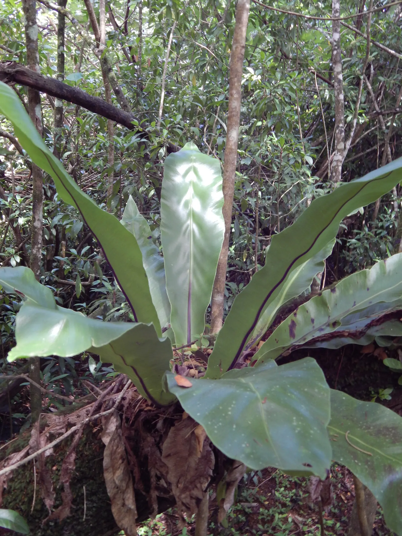 Bird's Nest Fern (Asplenium Nidus) — glossy fronds are capable of capturing attention in shaded or partially shaded areas; ideal for tropical landscapes, it