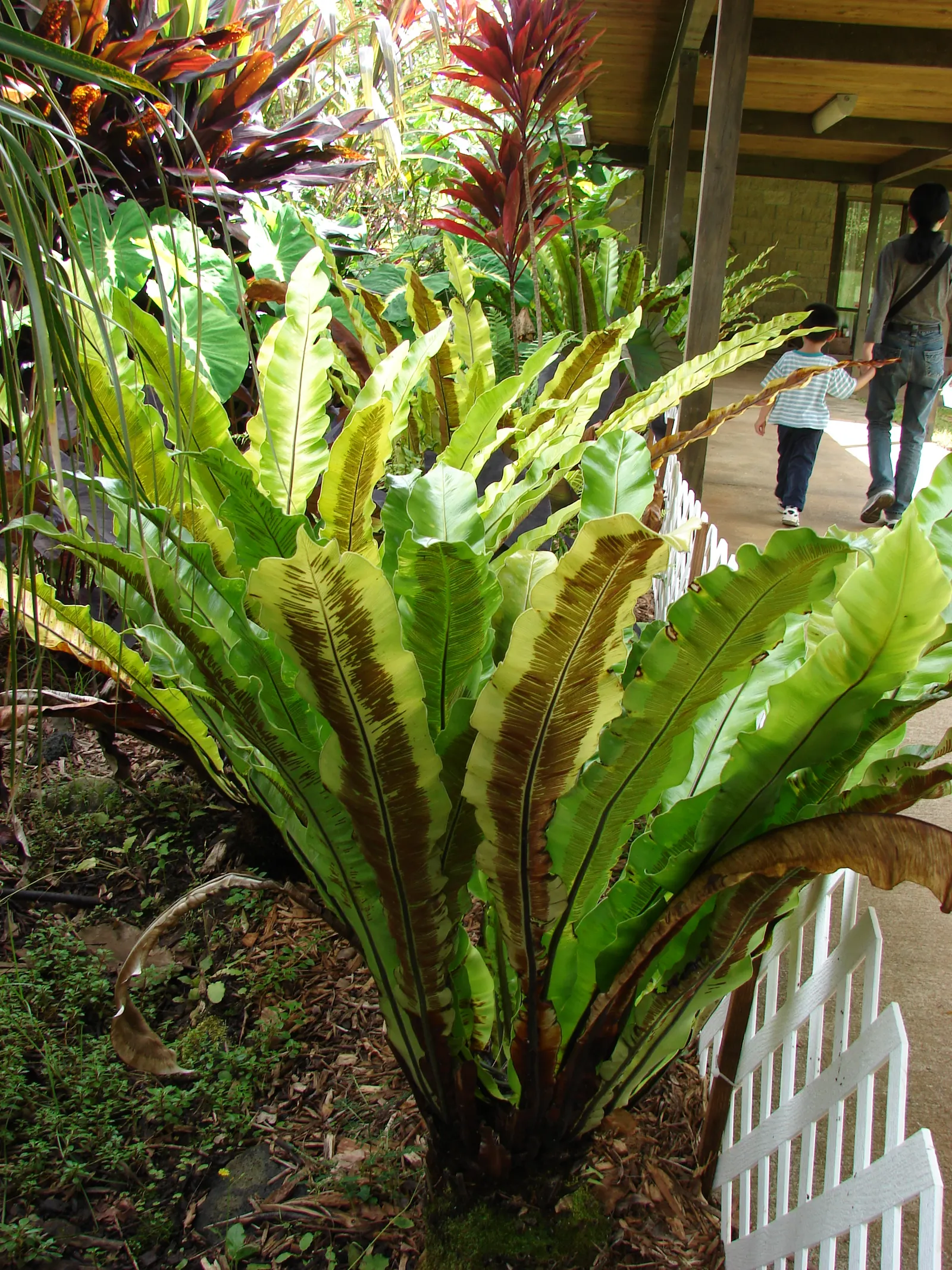 Bird's Nest Fern (Asplenium Nidus) — is an epiphytic evergreen with a distinctive rosette of lance-shaped; the fronds can reach a mature length of, image 38