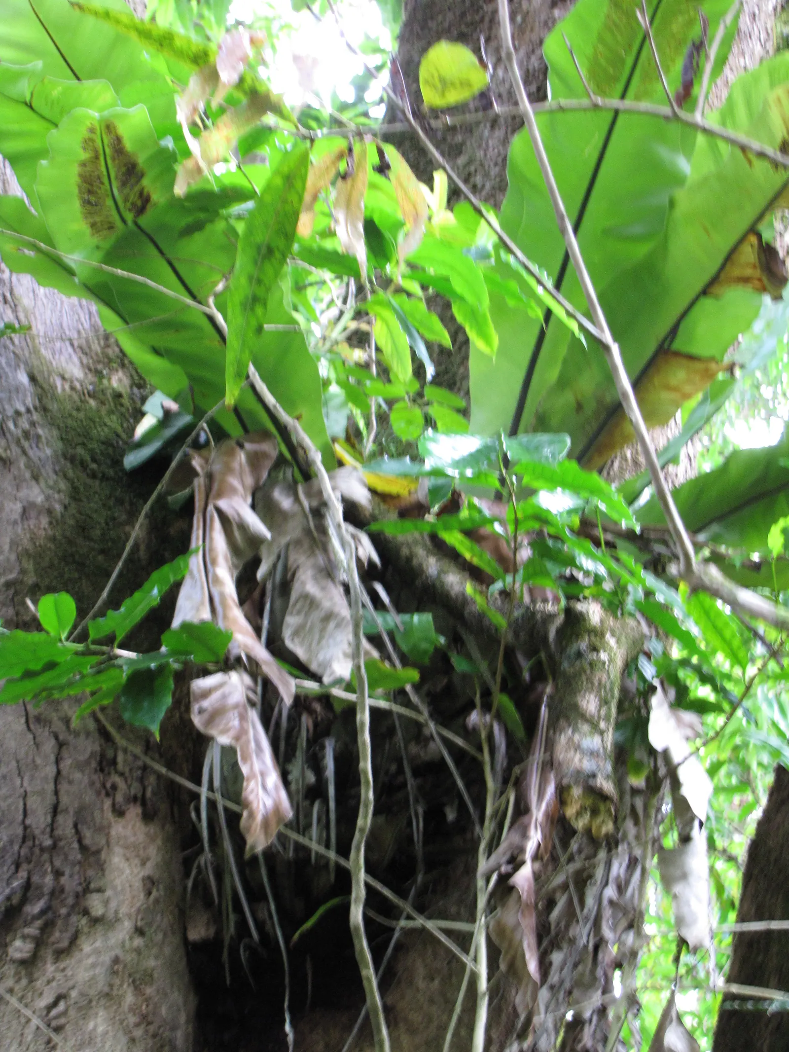 Bird's Nest Fern (Asplenium Nidus) — fern for half or shade; preferring well-draining soil with high organic matter - a mimicry of its natural, image 54