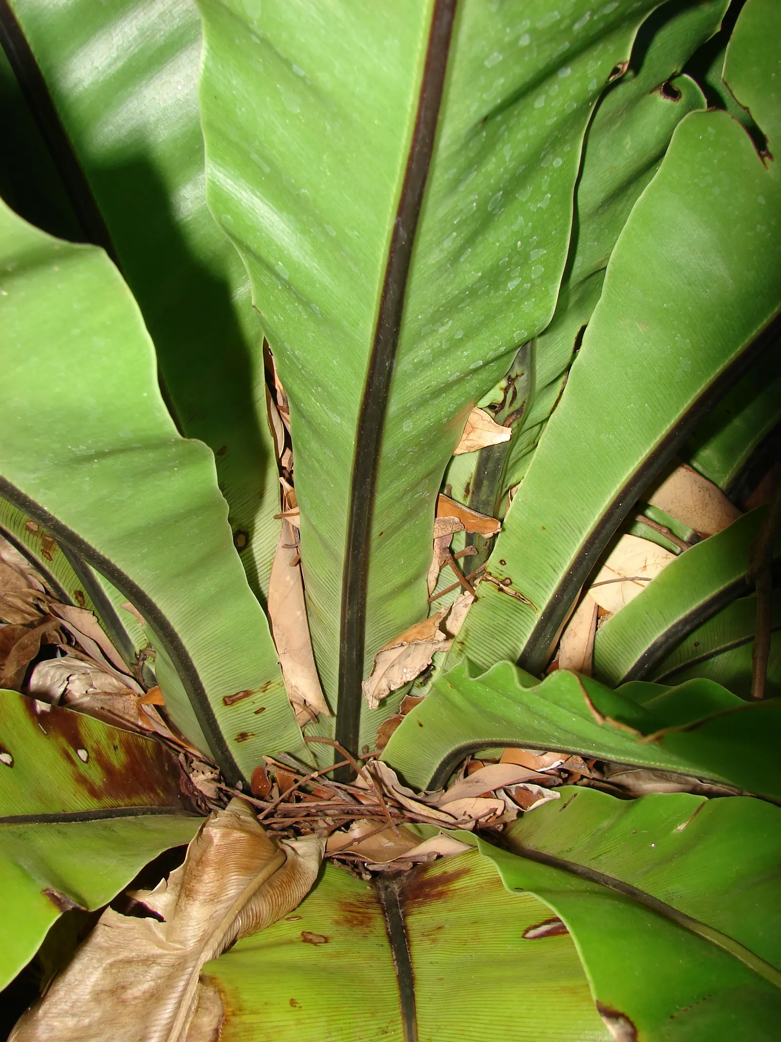 Bird's Nest Fern (Asplenium Nidus) — resembling a bird's nest - hence the name; which is a key identifying feature, image 46