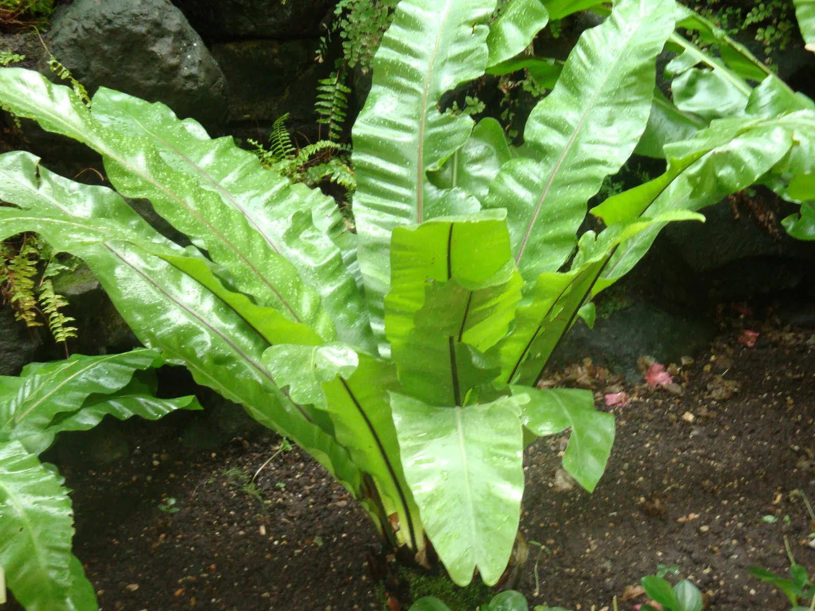 Bird's Nest Fern (Asplenium Nidus) — Fronds typically reach 2-4 feet in length, gracefully arching from a central, nest-like crown; the Bird's Nest, image 94