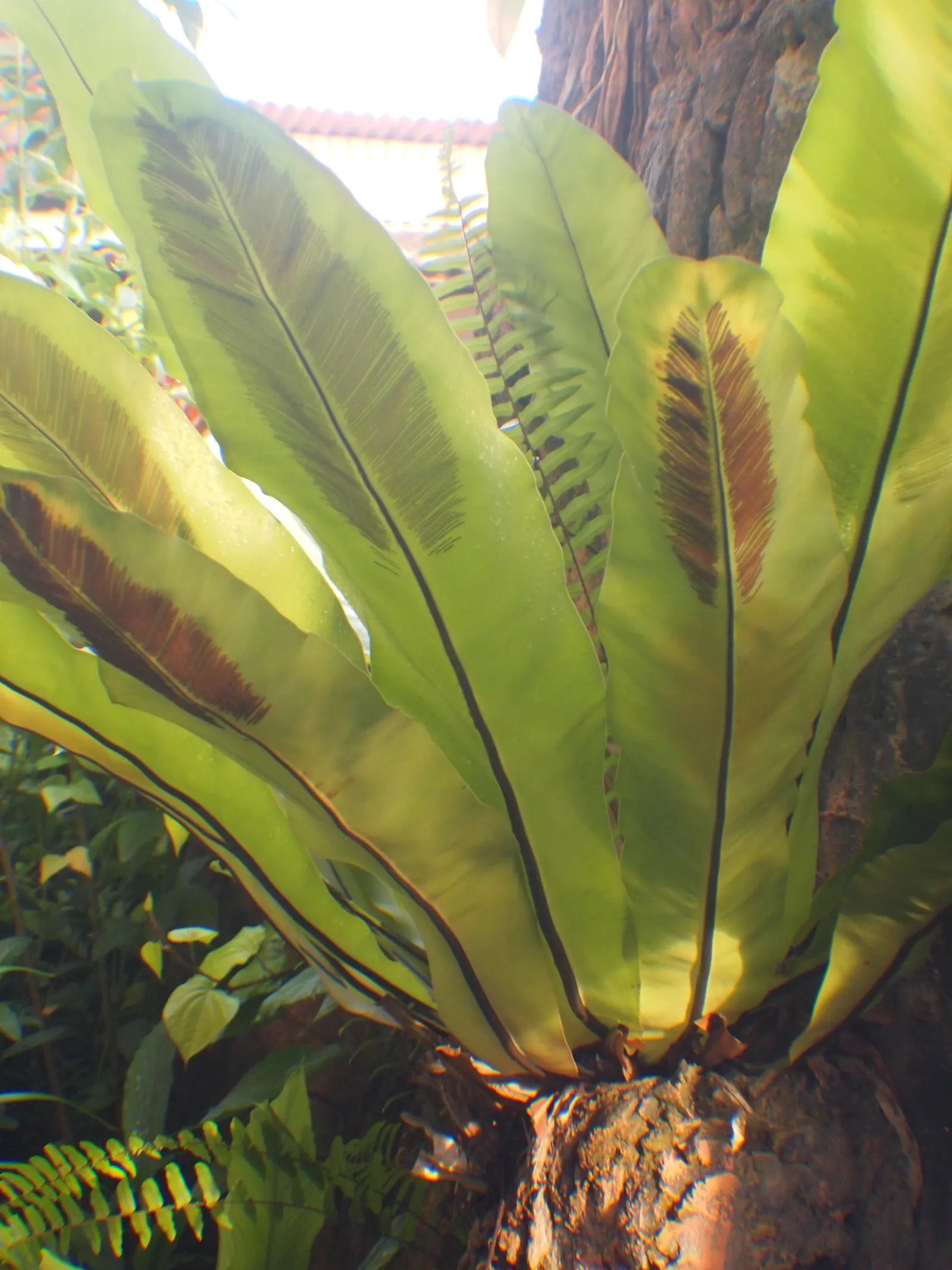 Bird's Nest Fern (Asplenium Nidus) — verdant highlight within their garden; often celebrated for its lush, image 53