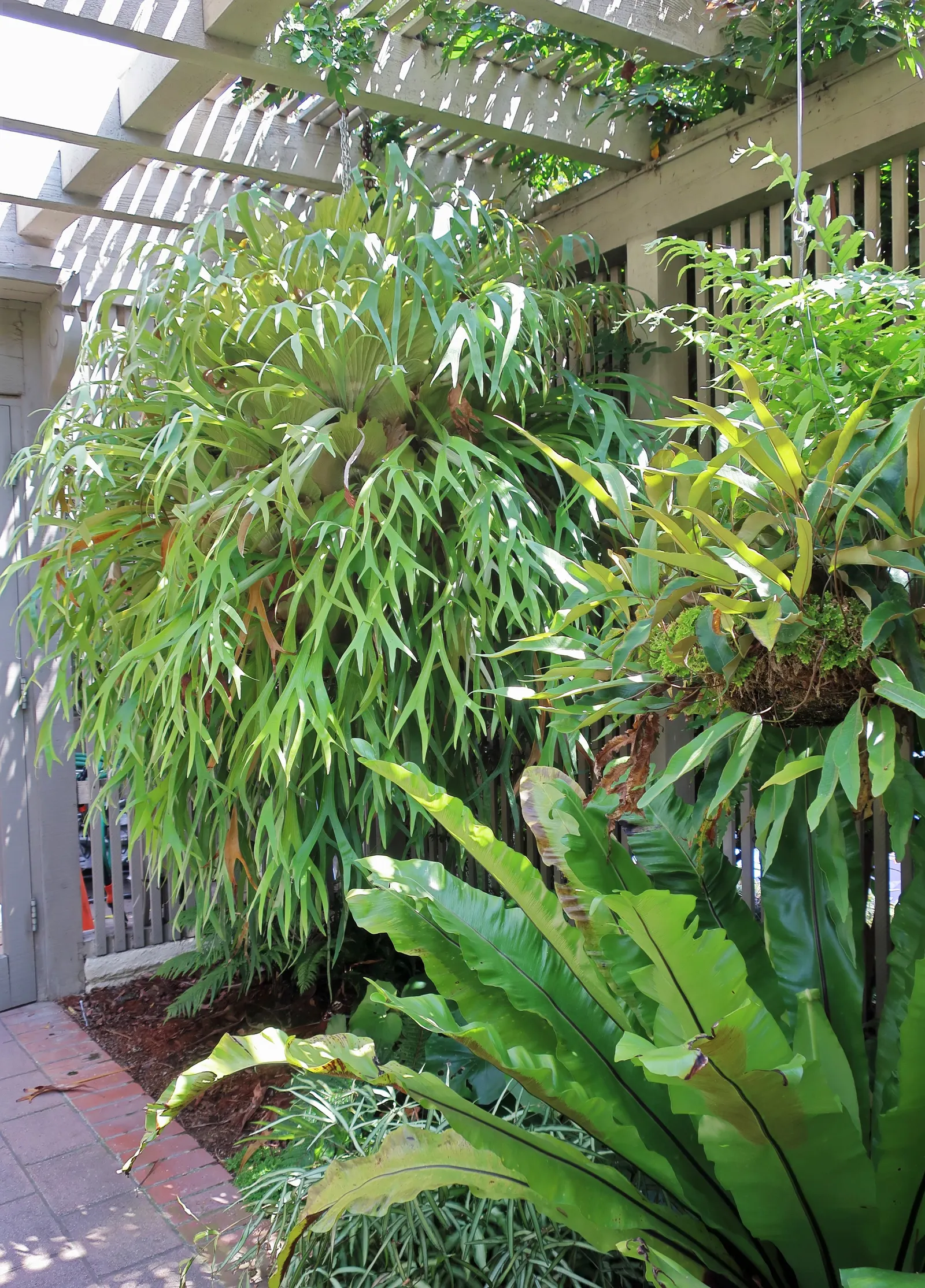 Bird's Nest Fern (Asplenium Nidus) — The Bird's Nest Fern (Asplenium nidus) is a visually striking epiphytic plant
