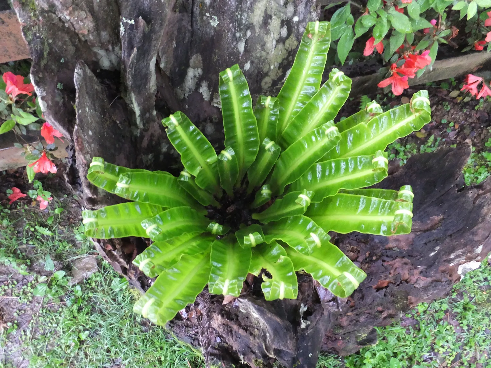 Bird's Nest Fern (Asplenium Nidus) — Hardy in USDA zones 10b-11; thriving in partial shade, it prefers high humidity and well-draining soil, image 114