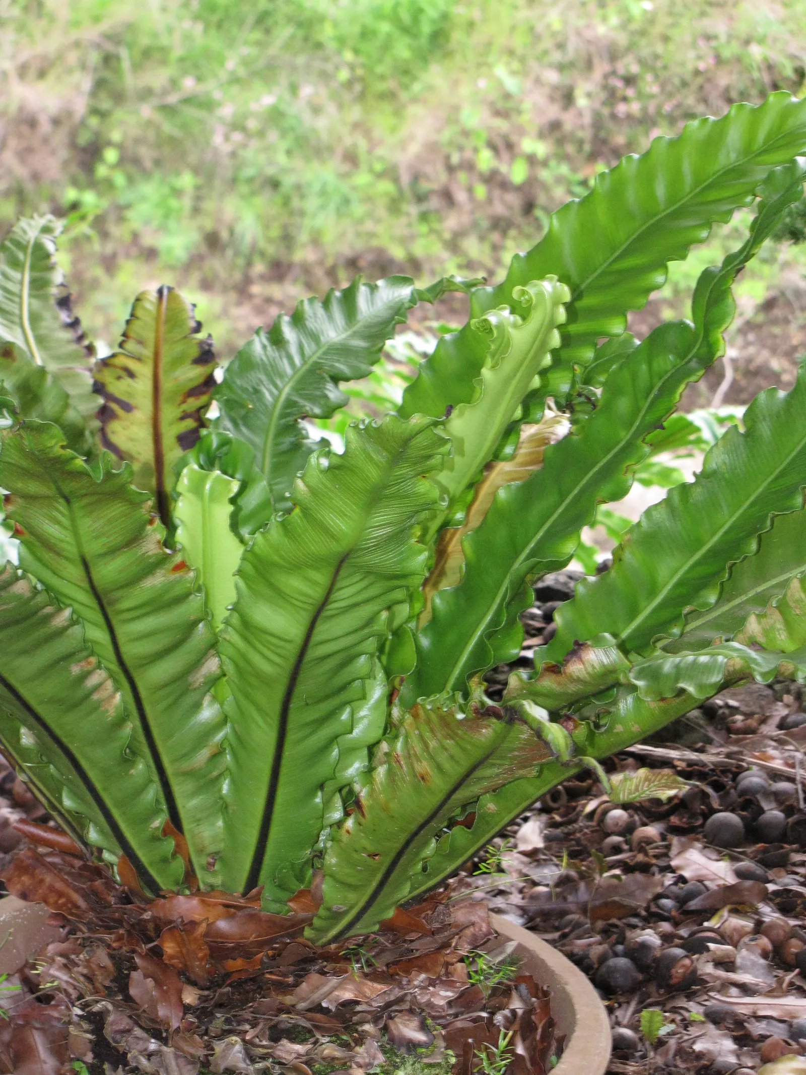Bird's Nest Fern (Asplenium Nidus) — creating a simple elongated oval shape with a slightly wavy edge and a prominent central rib; green fronds, image 84