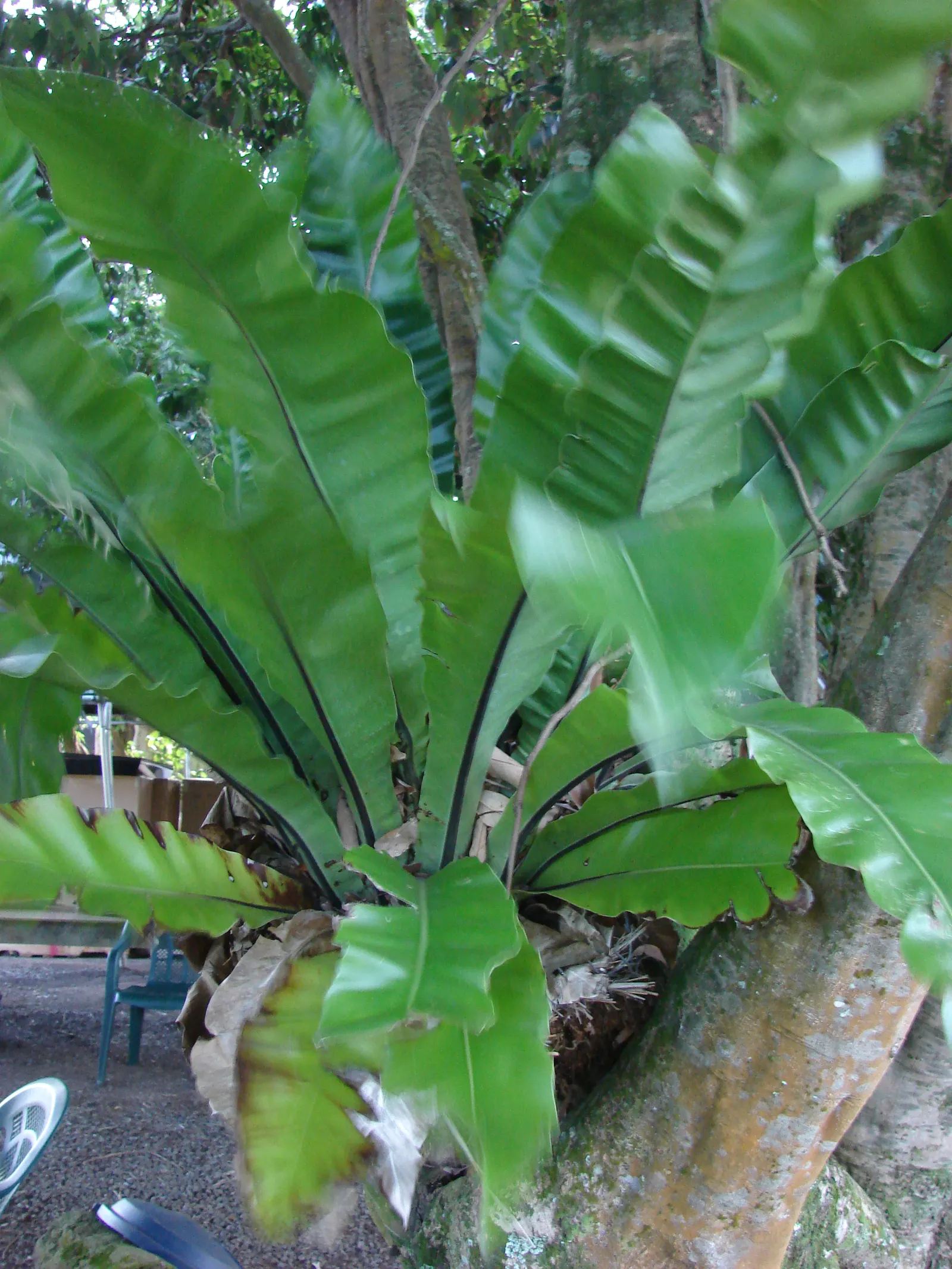 Bird's Nest Fern (Asplenium Nidus) — Fronds typically reach 2-4 feet in length, gracefully arching from a central, nest-like crown; the Bird's Nest, image 40