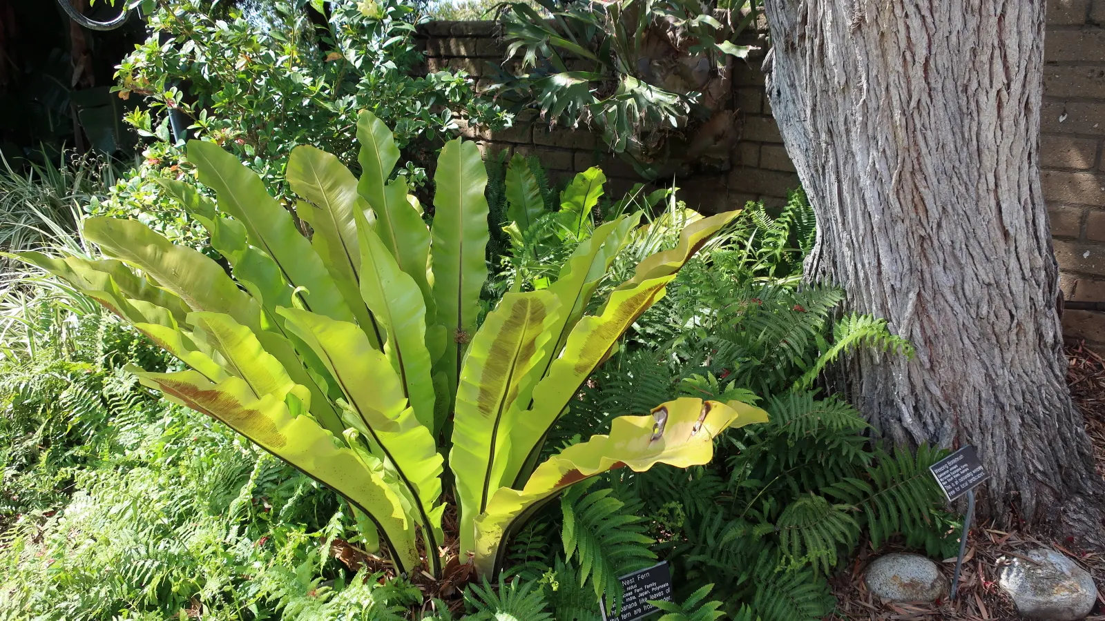 Bird's Nest Fern (Asplenium Nidus) — is an epiphytic evergreen with a distinctive rosette of lance-shaped; the fronds can reach a mature length of 2 to 4 feet