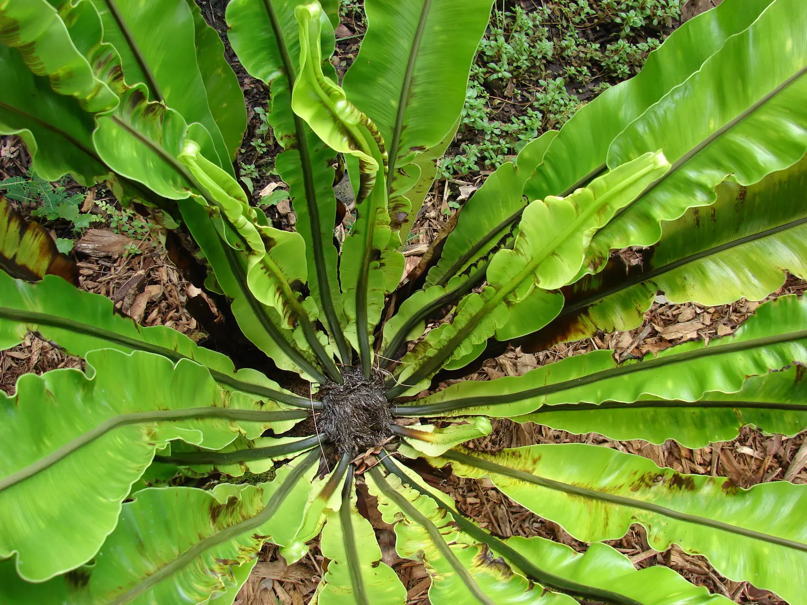 Bird's Nest Fern (Asplenium Nidus) — commonly known as Bird's Nest Fern; fronds typically reach 2-4 feet in length, gracefully arching from a, image 109