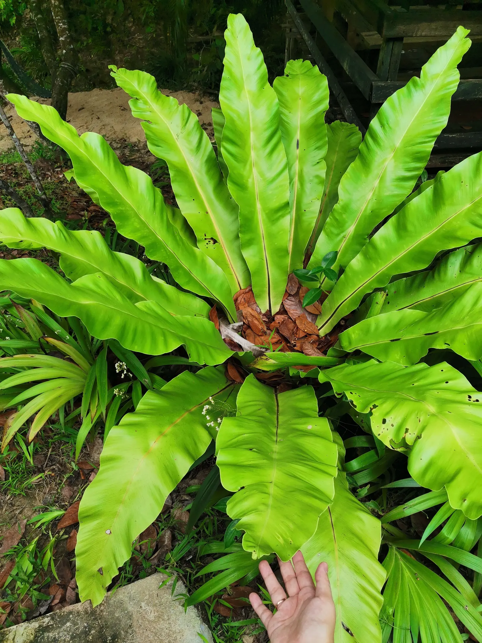 Bird's Nest Fern (Asplenium Nidus) — Fronds typically reach 2-4 feet in length, gracefully arching from a central, nest-like crown; the Bird's Nest, image 112