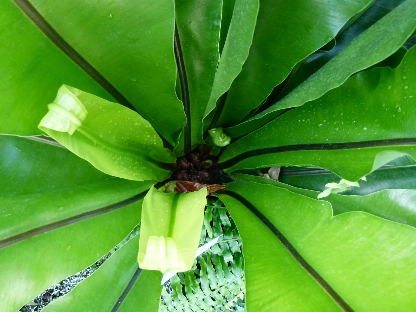 Bird's Nest Fern (Asplenium Nidus) — green fronds that elegantly unfurl to form a rosette; hardy in USDA zones 10b-11, image 45