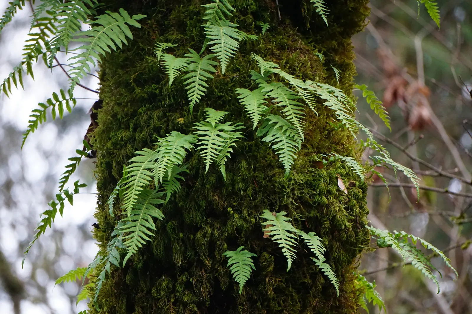 Bird's Nest Fern (Asplenium Nidus) — preferring well-draining soil with high organic matter - a mimicry of its natural habitat on forest trees, image 105