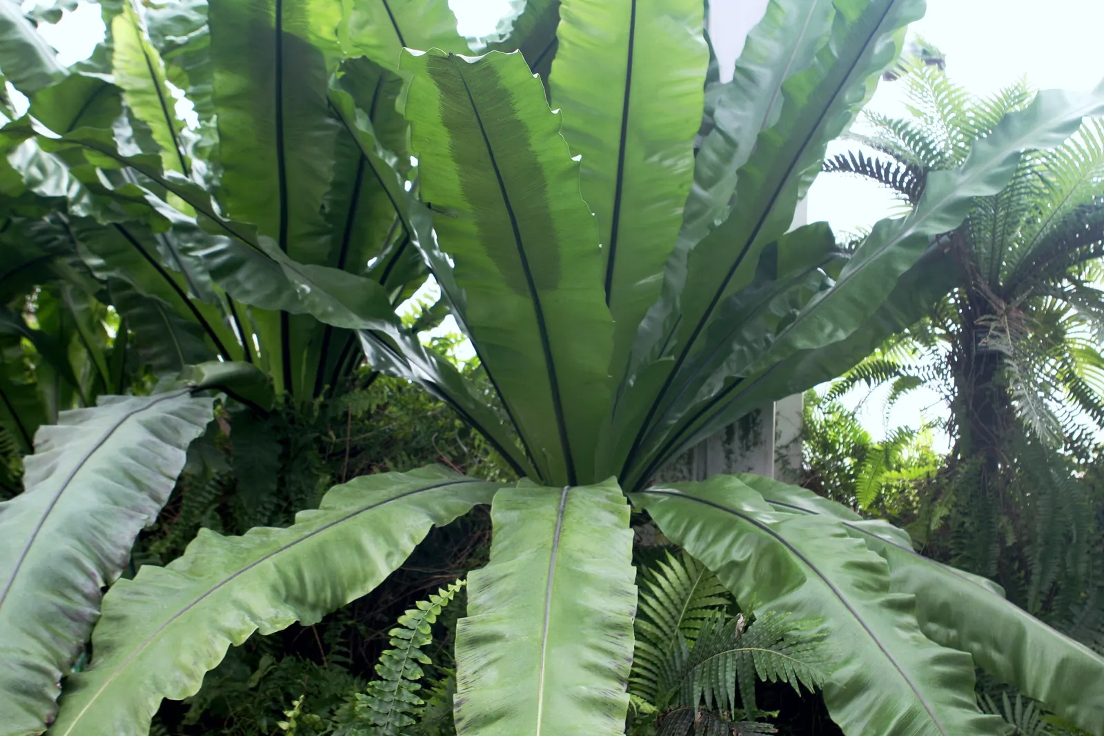 Bird's Nest Fern (Asplenium Nidus) — glossy fronds are capable of capturing attention in shaded or partially shaded areas