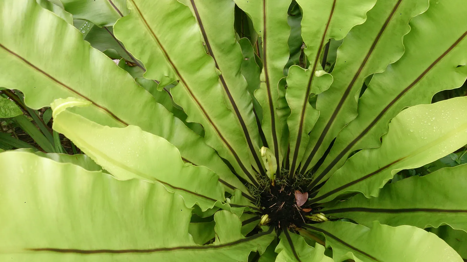Bird's Nest Fern (Asplenium Nidus) — which is a key identifying feature; it needs consistent moisture but should not be left in standing water, image 67