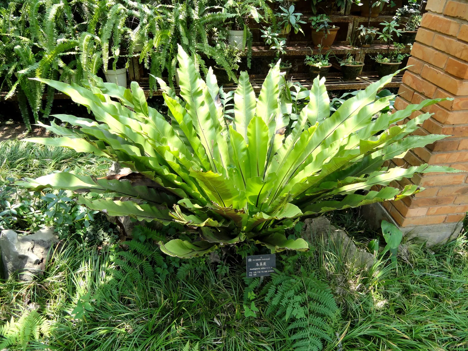 Bird's Nest Fern (Asplenium Nidus) — Thriving in partial shade, it prefers high humidity and well-draining soil; fern for half or shade, image 111