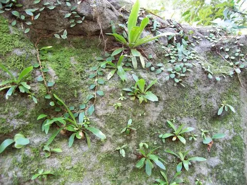 Bird's Nest Fern (Asplenium Nidus) — preferring well-draining soil with high organic matter - a mimicry of its natural habitat on forest trees