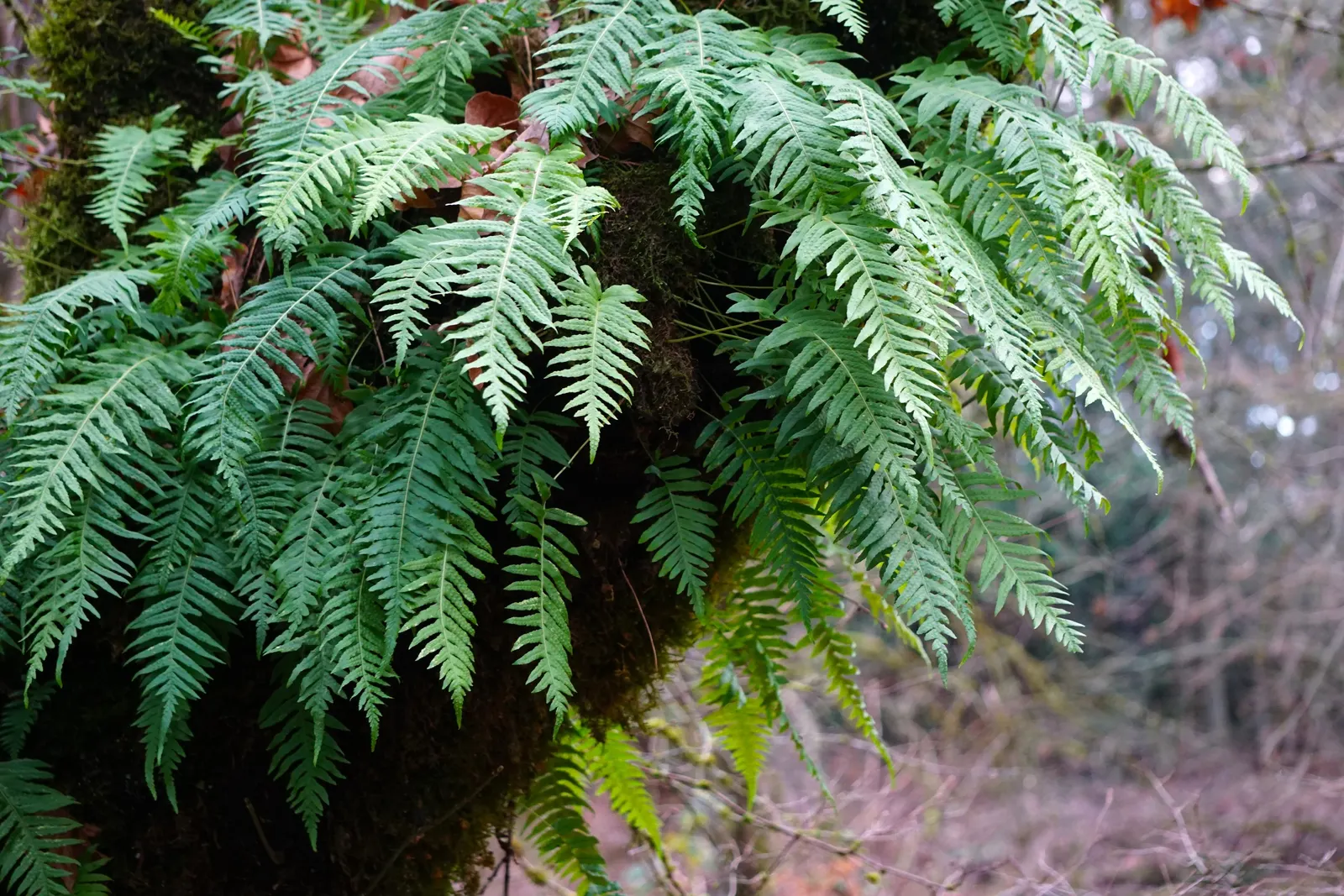 Bird's Nest Fern (Asplenium Nidus) — The Bird's Nest Fern (Asplenium nidus) is a visually striking epiphytic plant; resembling a bird's nest, image 115