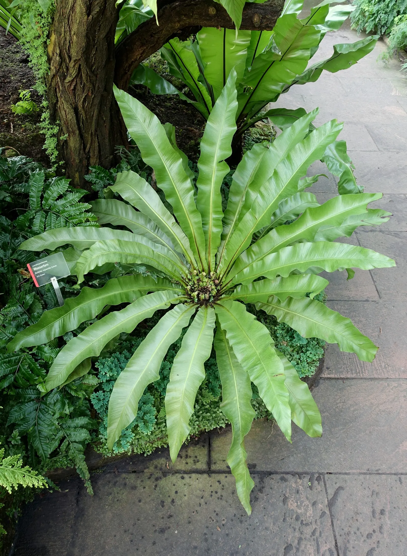 Bird's Nest Fern (Asplenium Nidus) — The Bird's Nest Fern (Asplenium nidus) is a visually striking epiphytic plant; resembling a bird's nest - hence the name