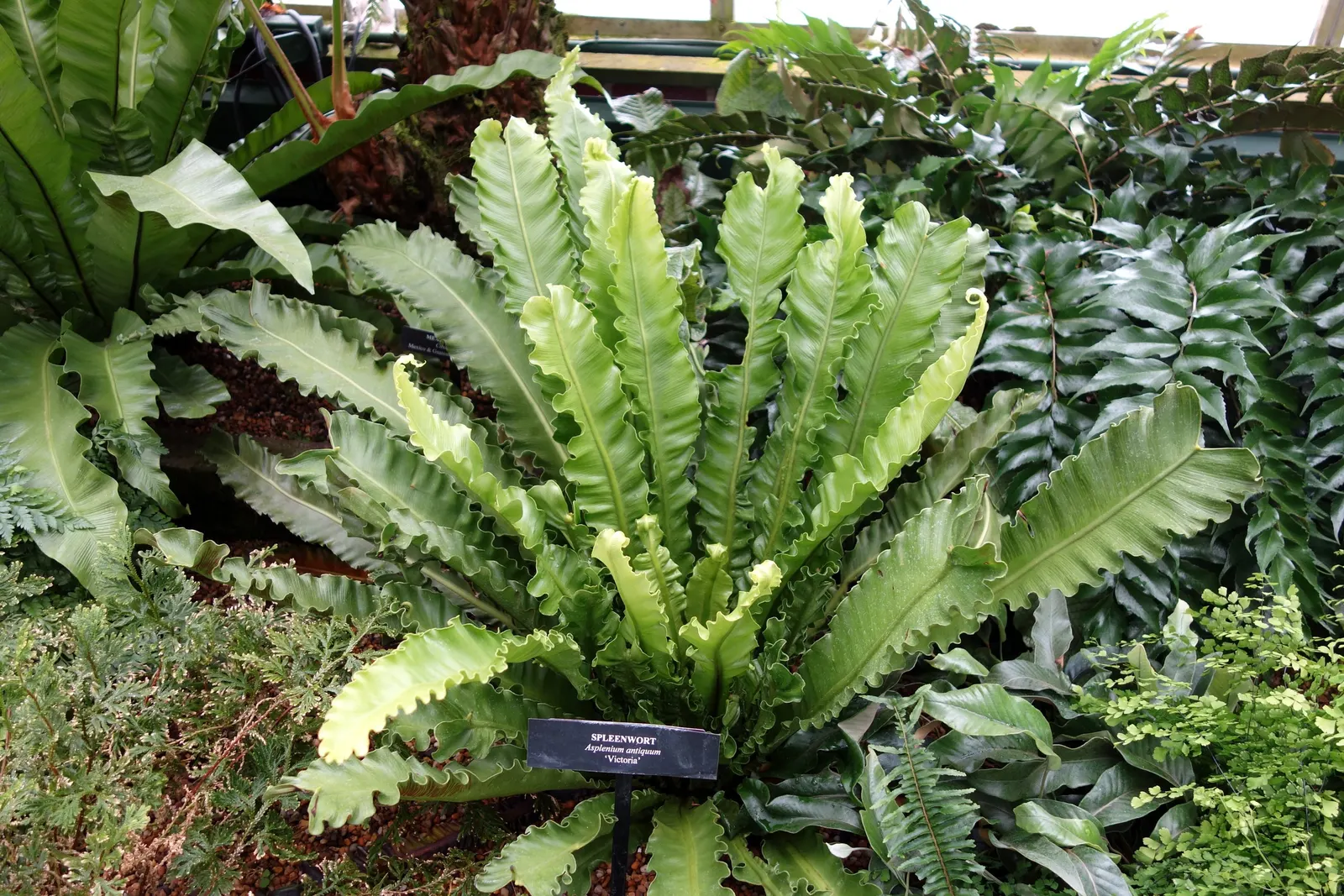 Bird's Nest Fern (Asplenium Nidus) — is an epiphytic evergreen with a distinctive rosette of lance-shaped