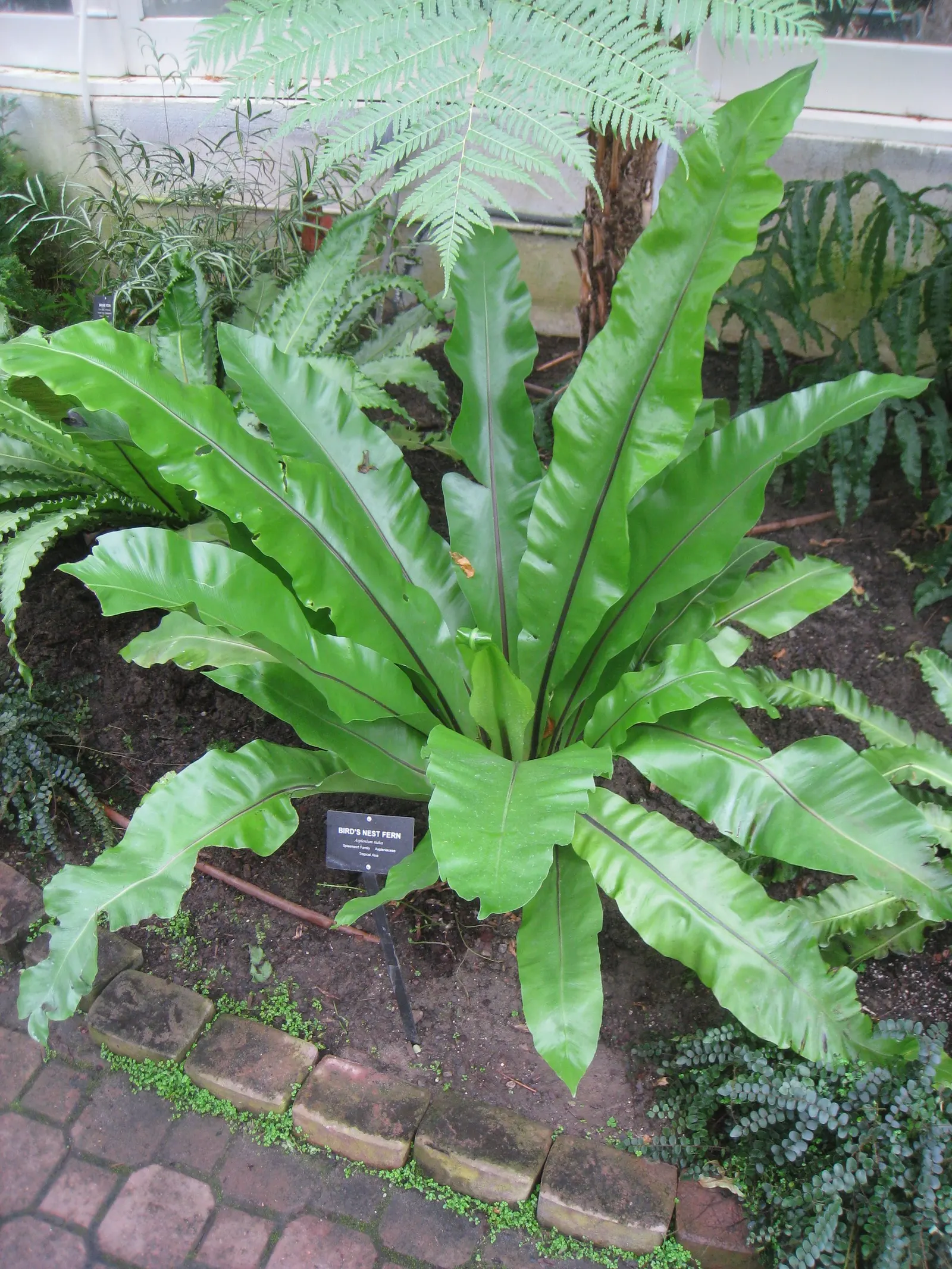 Bird's Nest Fern (Asplenium Nidus) — the fronds can reach a mature length of 2 to 4 feet and about 4 to 8 inches wide; is an epiphytic evergreen, image 47