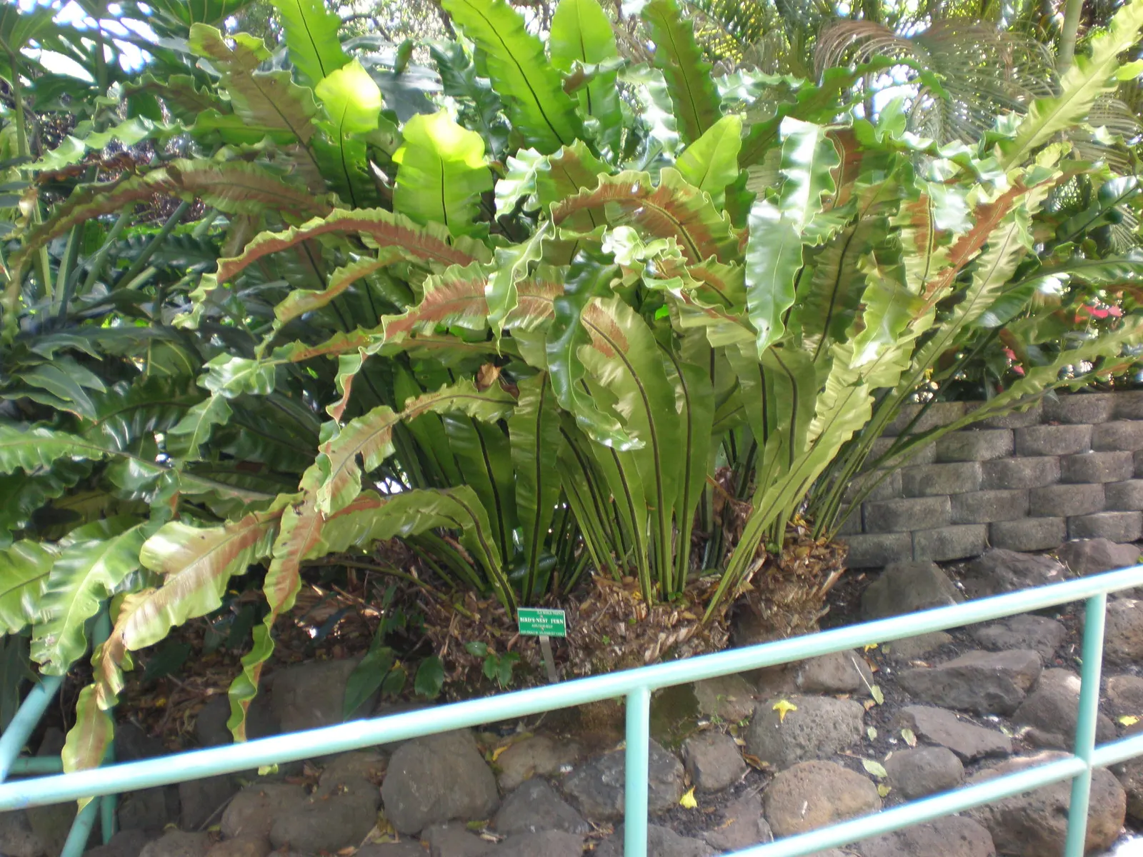 Bird's Nest Fern (Asplenium Nidus) — green fronds that elegantly unfurl to form a rosette; hardy in USDA zones 10b-11
