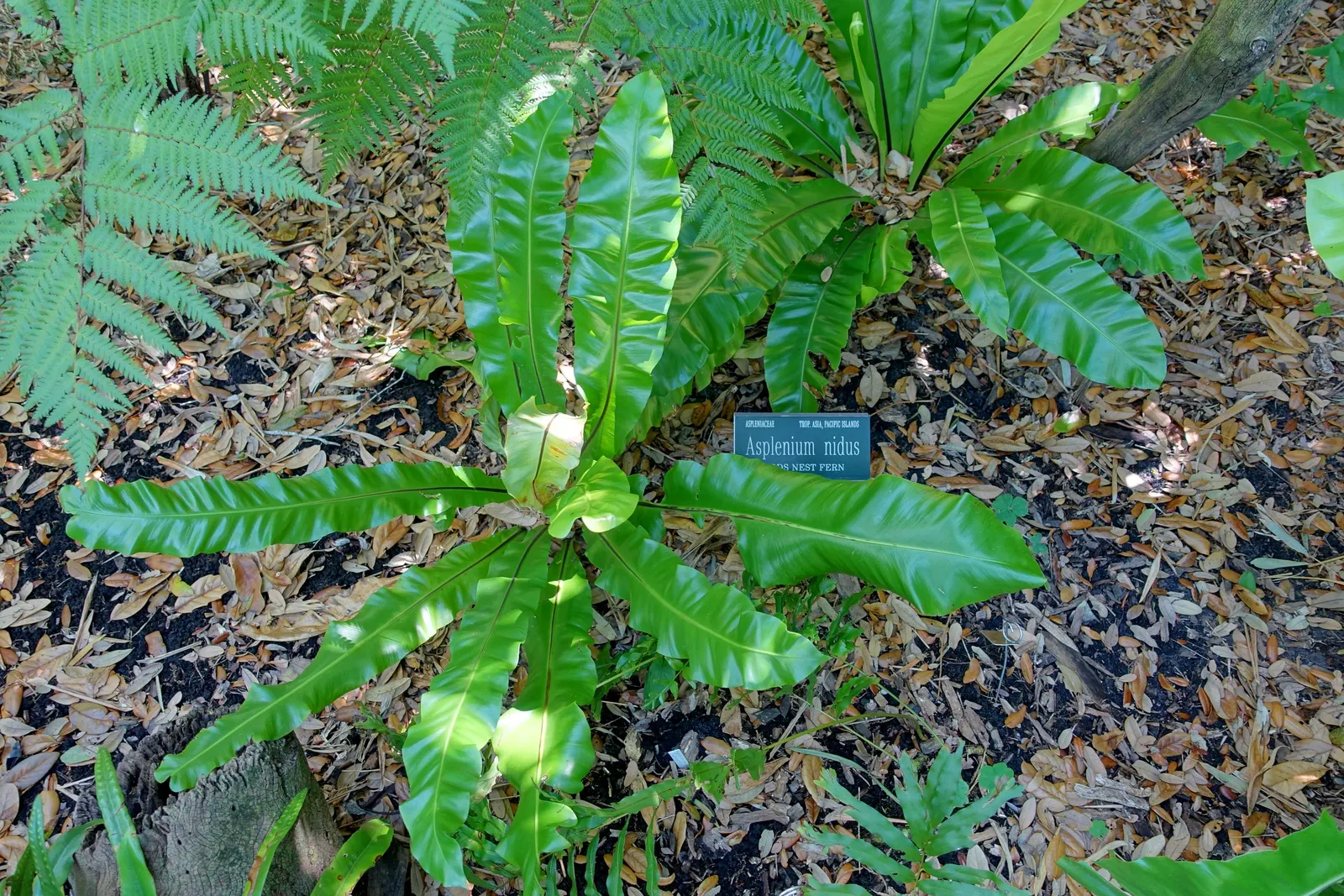 Bird's Nest Fern (Asplenium Nidus) — Hardy in USDA zones 10b-11; thriving in partial shade, it prefers high humidity and well-draining soil, image 60