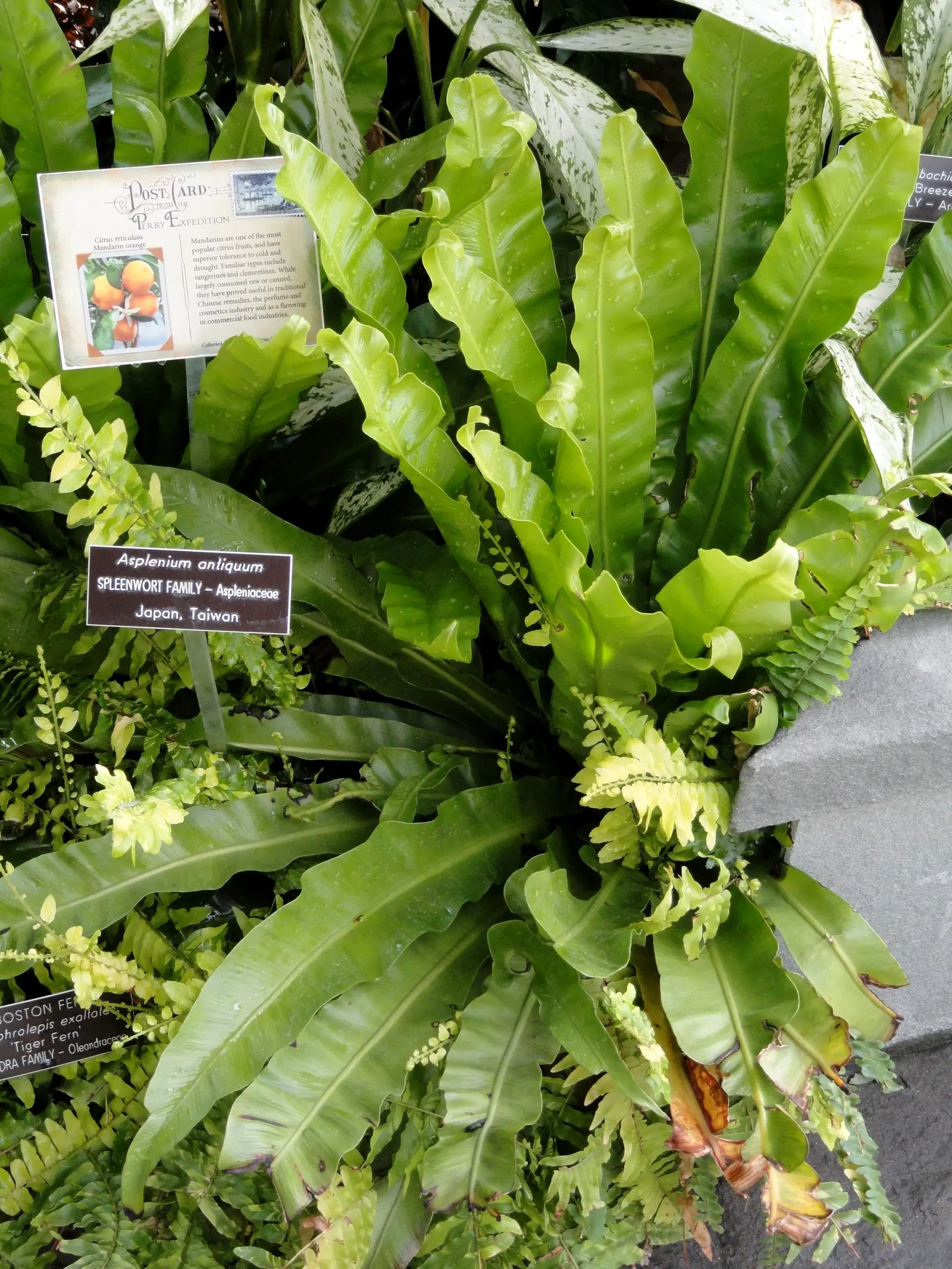 Bird's Nest Fern (Asplenium Nidus) — It needs consistent moisture but should not be left in standing water; commonly known as Bird's Nest Fern, image 52