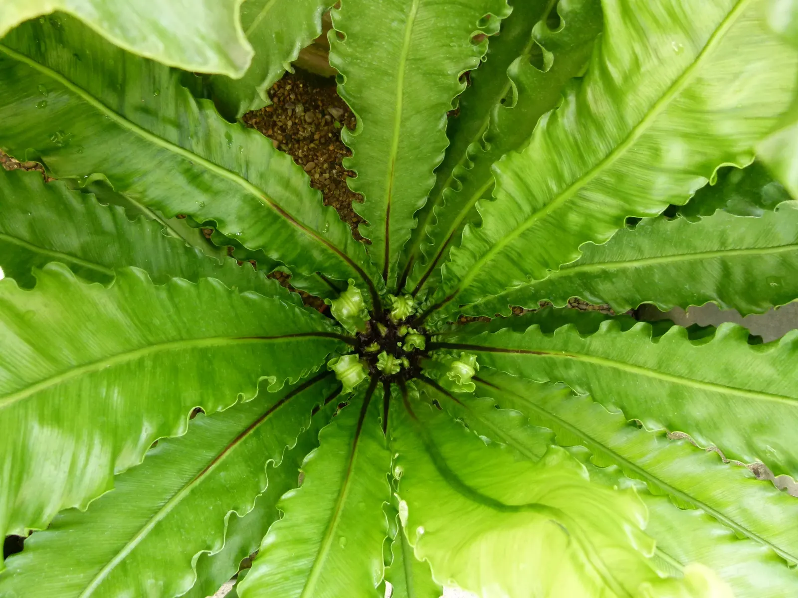 Bird's Nest Fern (Asplenium Nidus) — Hardy in USDA zones 10b-11; thriving in partial shade, it prefers high humidity and well-draining soil, image 42