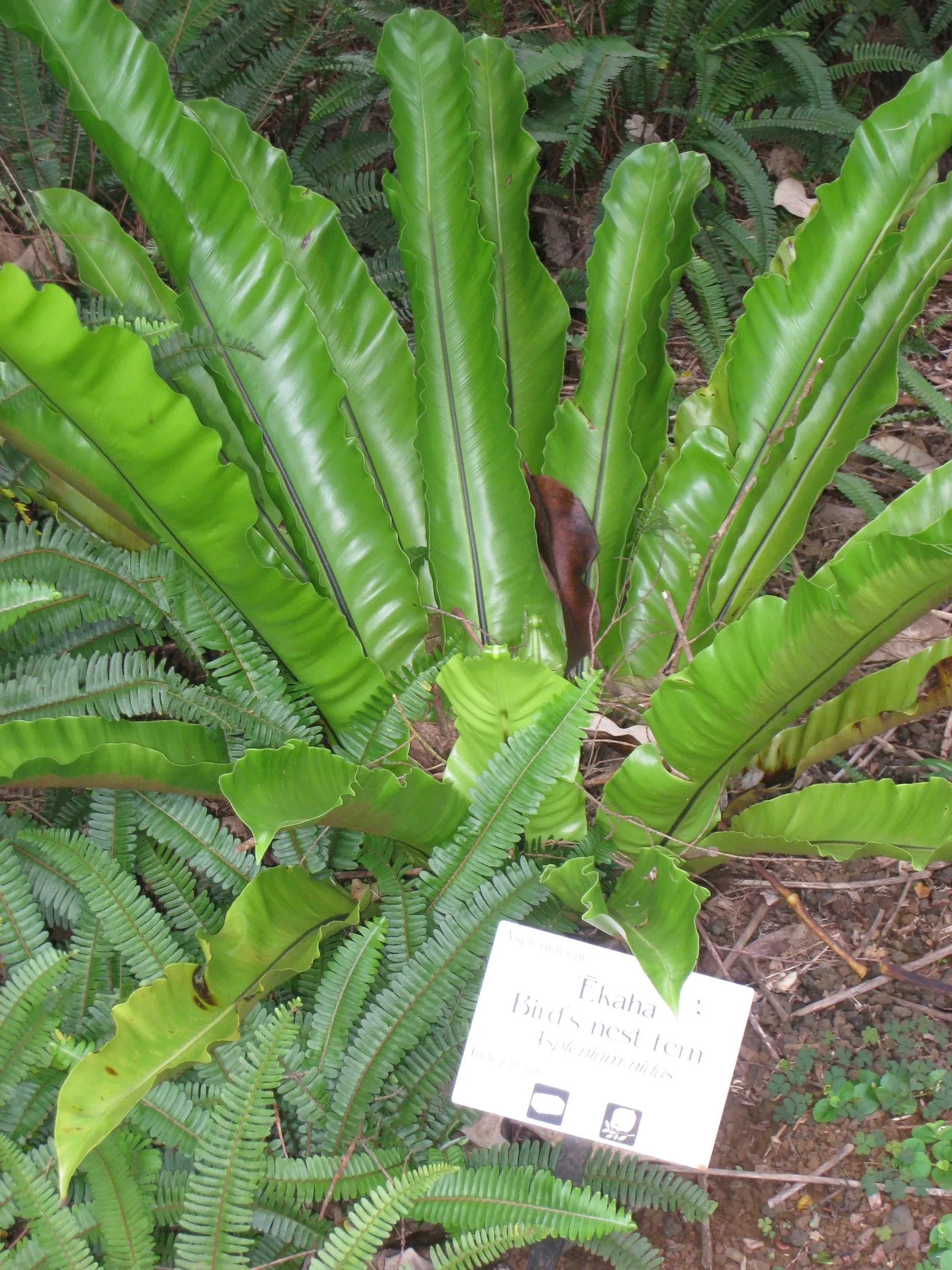 Bird's Nest Fern (Asplenium Nidus) — Ideal for tropical landscapes, it can also grace indoor spaces as an air-purifying plant