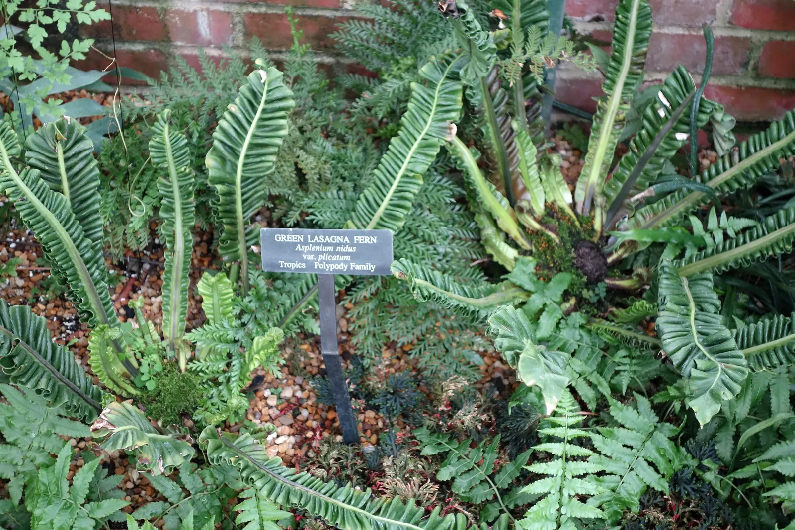 Bird's Nest Fern (Asplenium Nidus) — Ideal for tropical landscapes, it can also grace indoor spaces as an air-purifying plant; glossy fronds are, image 59