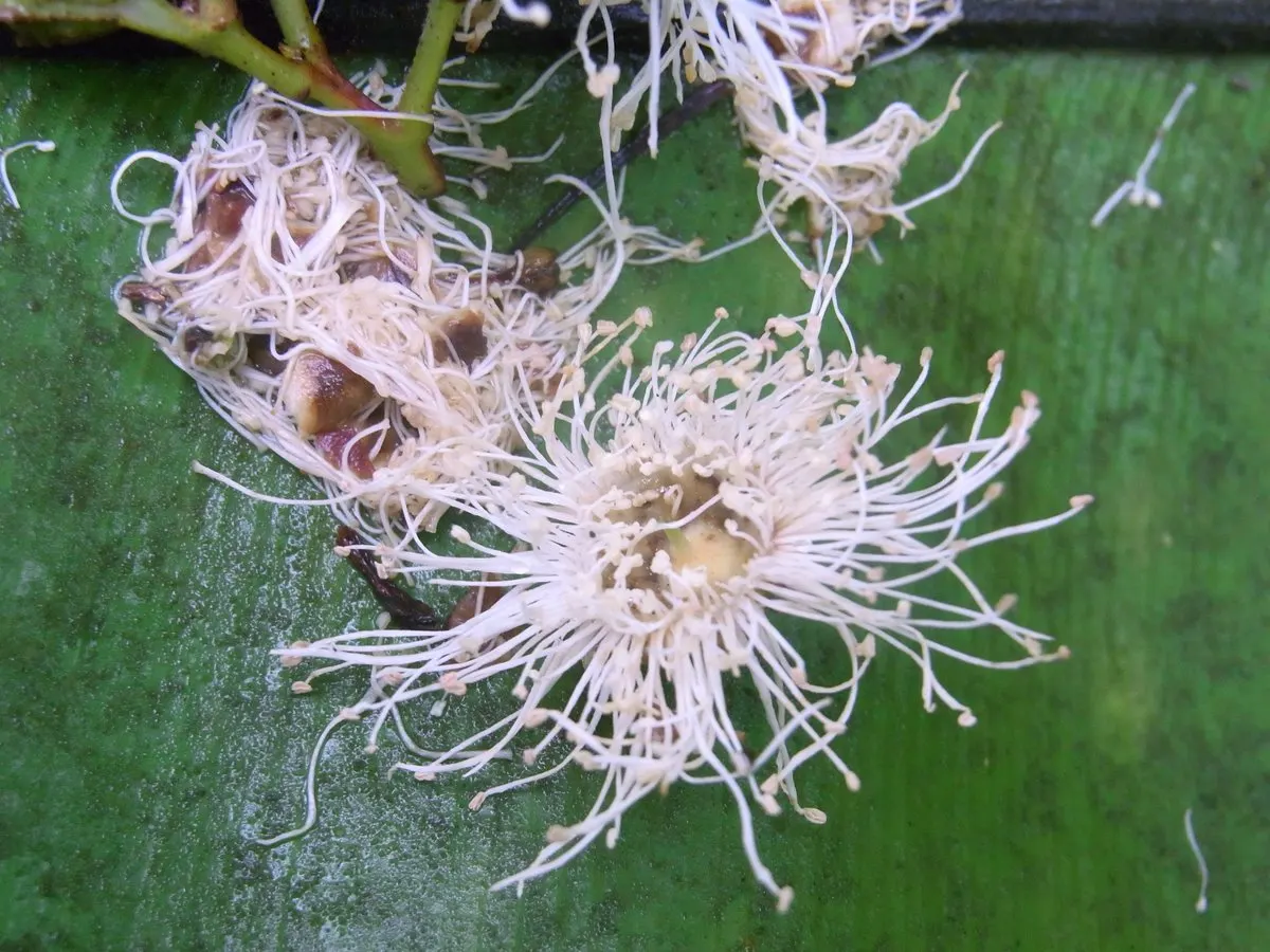 Bird's Nest Fern (Asplenium Nidus) — It needs consistent moisture but should not be left in standing water; commonly known as Bird's Nest Fern, image 70