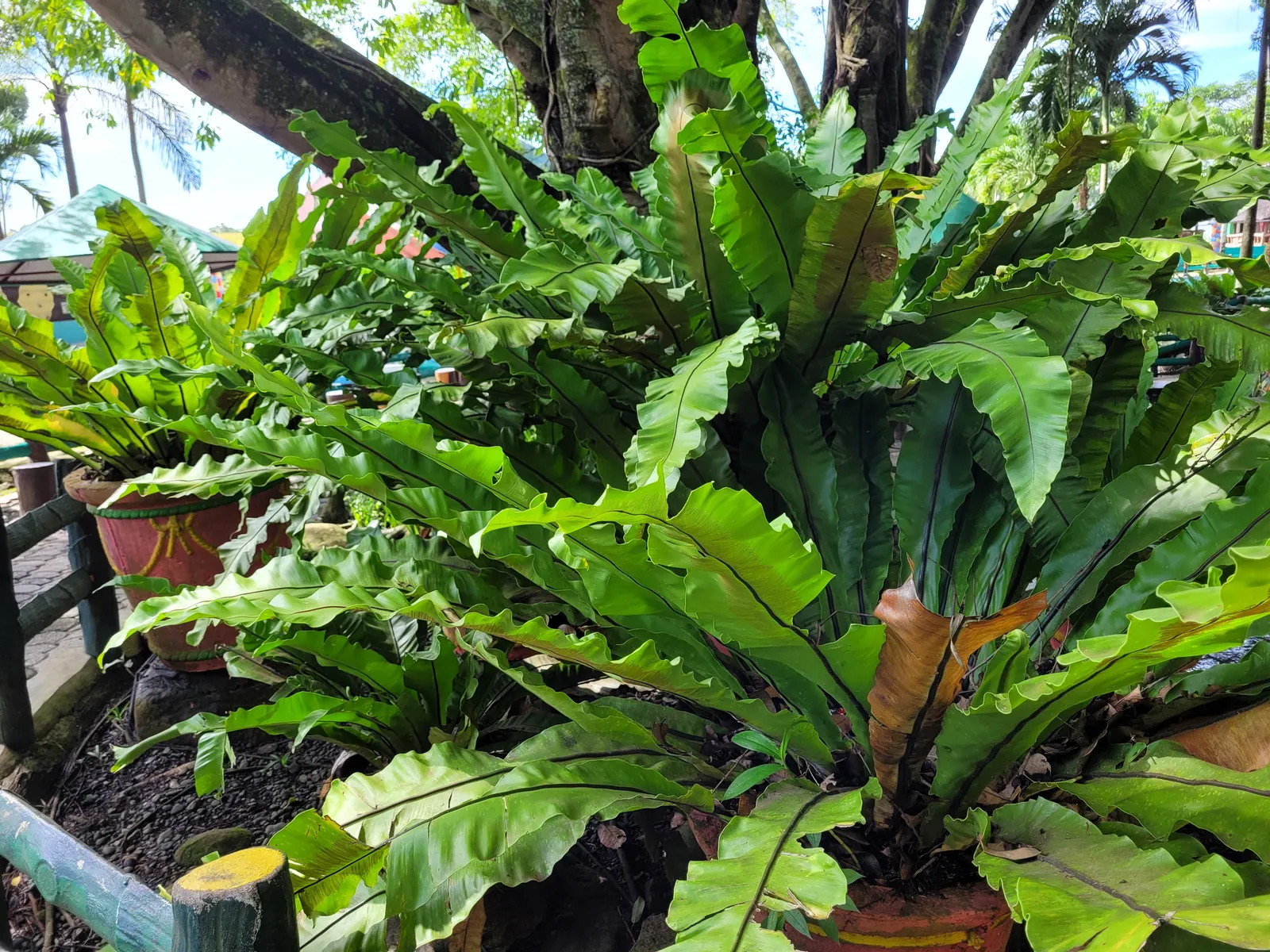 Bird's Nest Fern (Asplenium Nidus) — It needs consistent moisture but should not be left in standing water; commonly known as Bird's Nest Fern