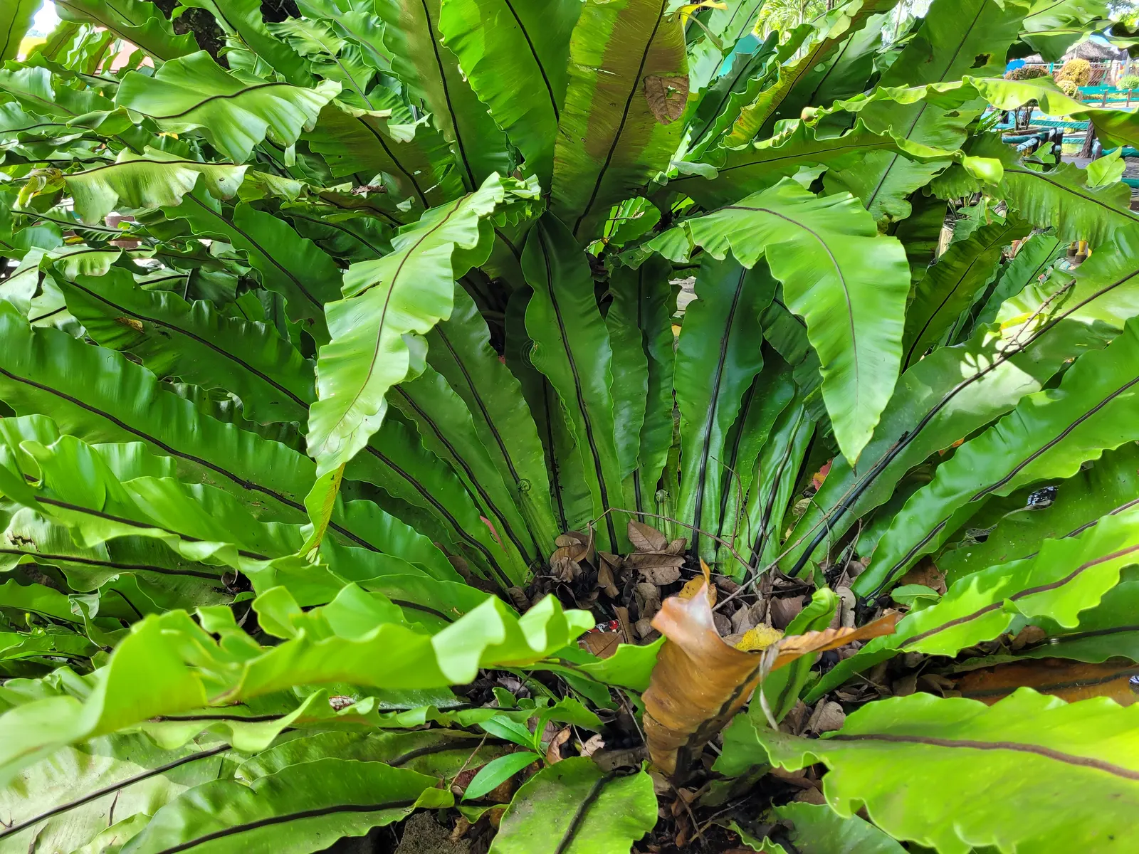 Bird's Nest Fern (Asplenium Nidus) — Hardy in USDA zones 10b-11; thriving in partial shade, it prefers high humidity and well-draining soil