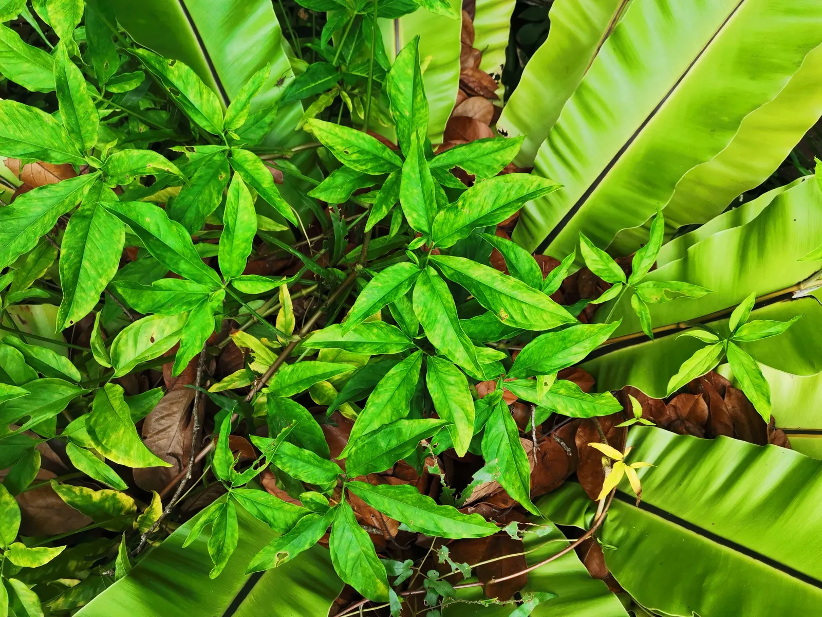 Bird's Nest Fern (Asplenium Nidus) — preferring well-draining soil with high organic matter - a mimicry of its natural habitat on forest trees; creating a
