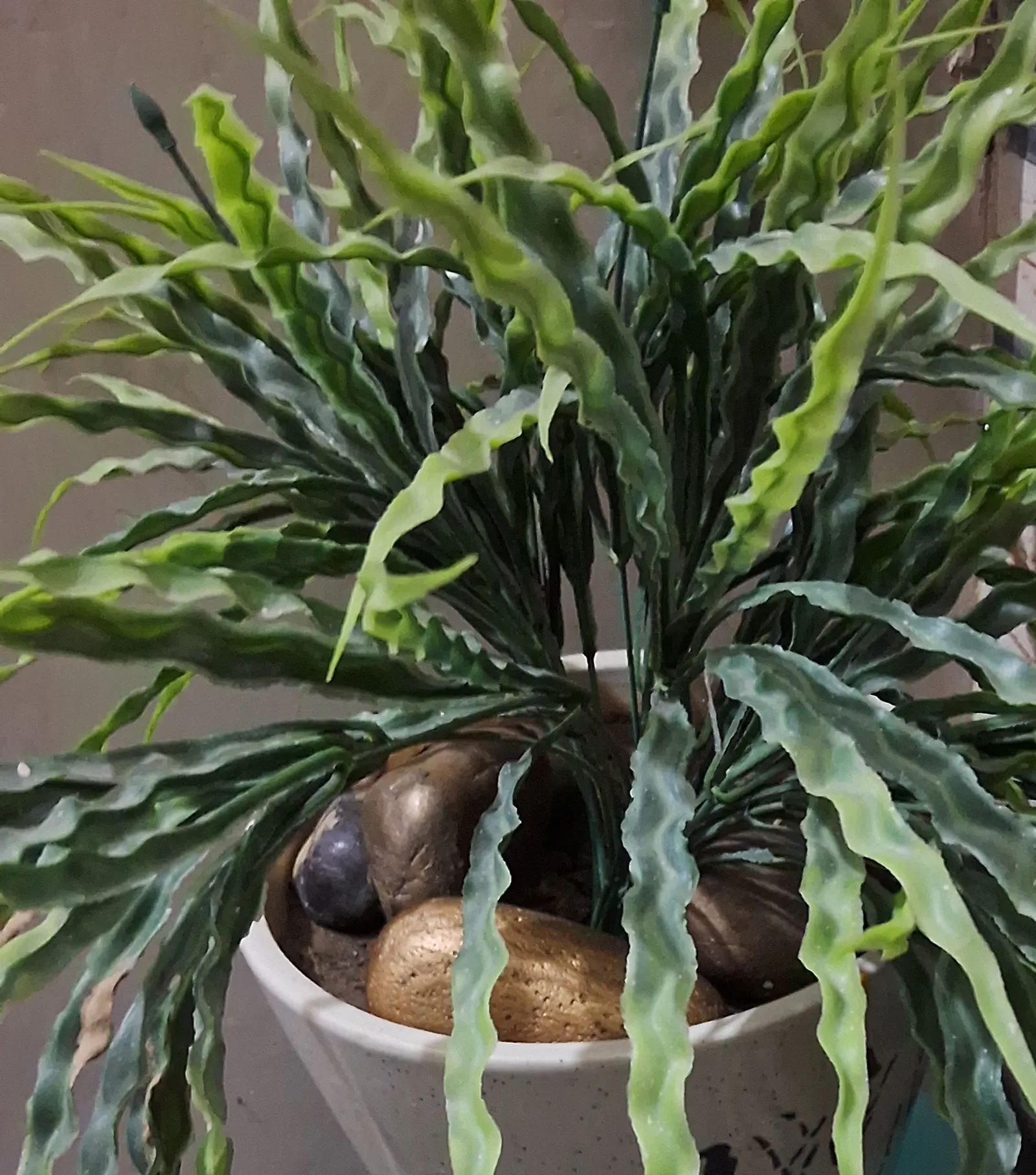 Bird's Nest Fern (Asplenium Nidus) — the fronds can reach a mature length of 2 to 4 feet and about 4 to 8 inches wide