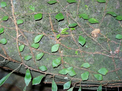 Bird's Nest Fern (Asplenium Nidus) — fern for half or shade; preferring well-draining soil with high organic matter - a mimicry of its natural, image 90