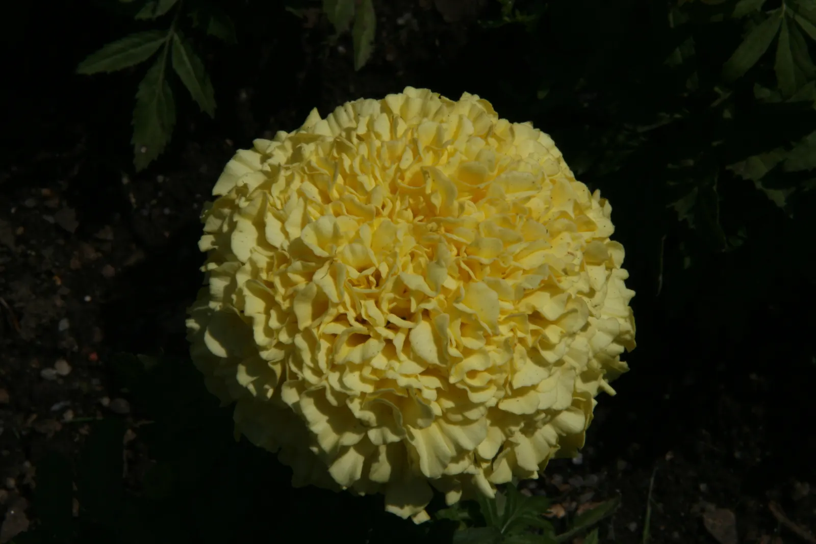 Lady American Marigold (Tagetes Erecta 'Lady') — in vibrant shades of yellow to orange