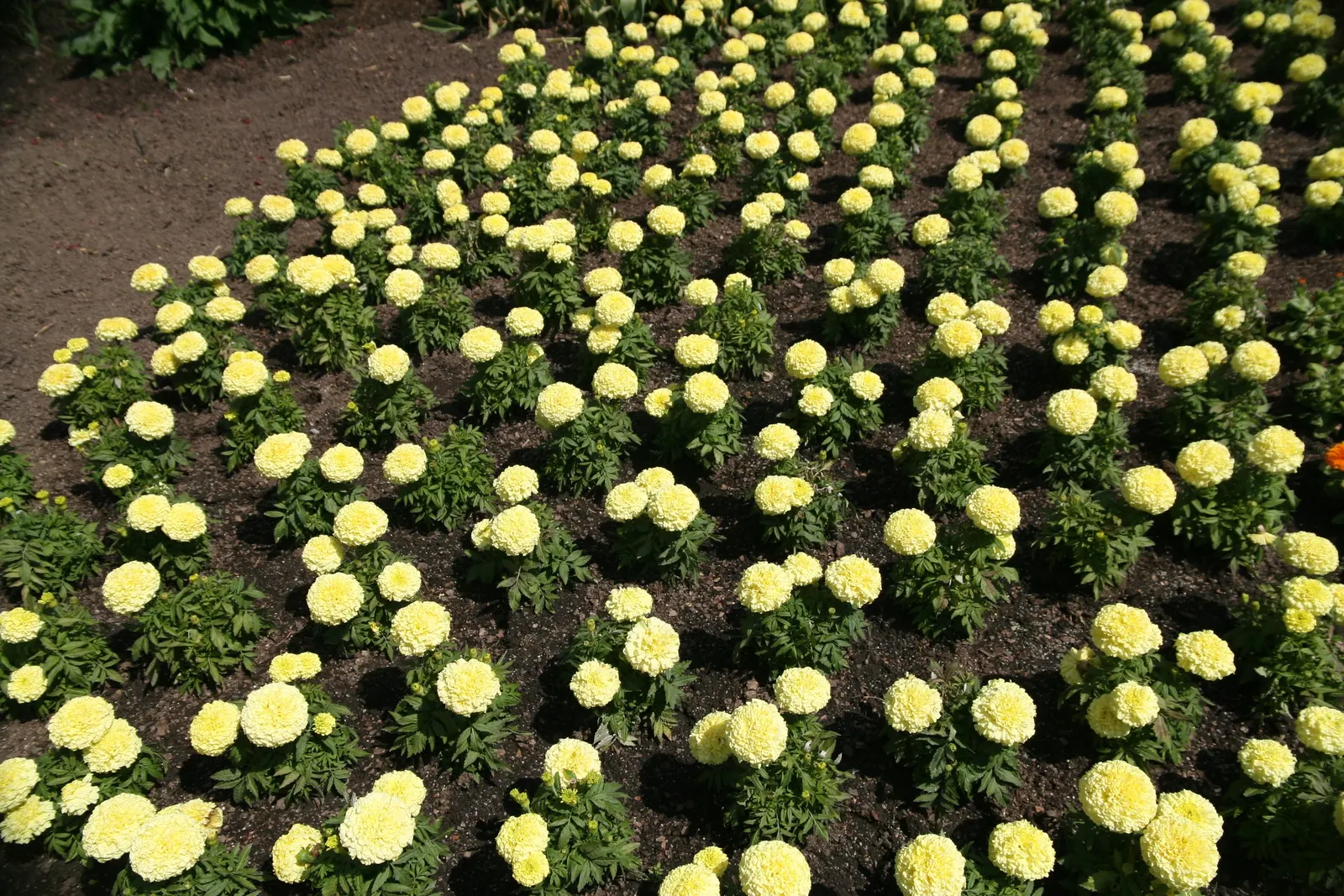 Lady American Marigold (Tagetes Erecta 'Lady') — pompom-like blooms up to 5 inches across
