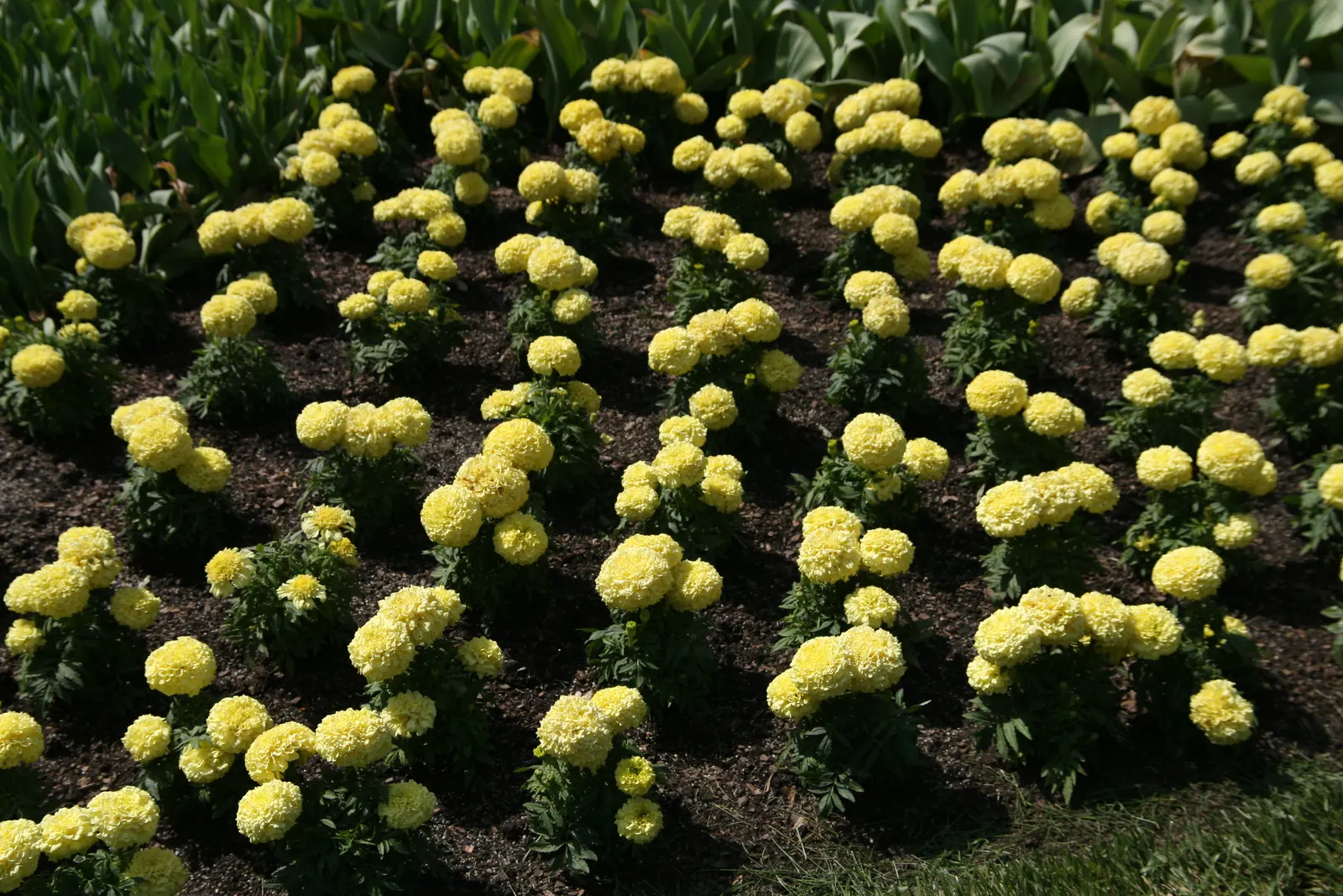 Lady American Marigold (Tagetes Erecta 'Lady') — these showy plants reach a height of 10-12 inches and a spread of 8-10 inches