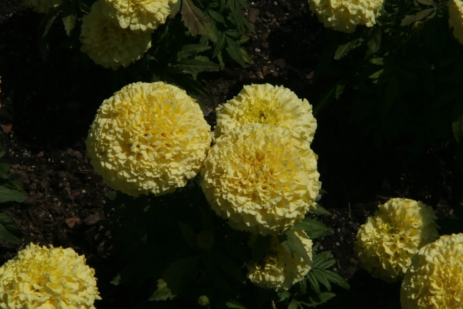 Lady American Marigold (Tagetes Erecta 'Lady') — adding bold color to summer beds