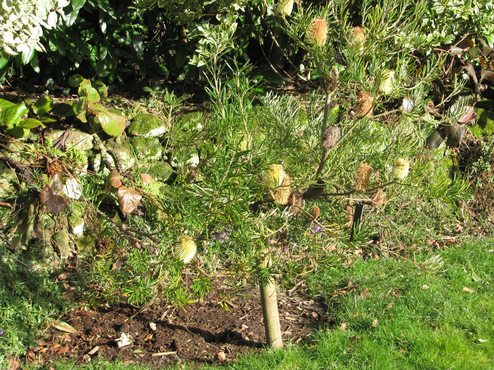 Evergreen Clematis (Clematis Armandii) — exuding a delightful almond-like fragrance; enhancing the garden's eco-friendliness.<br><br>For optimal growth
