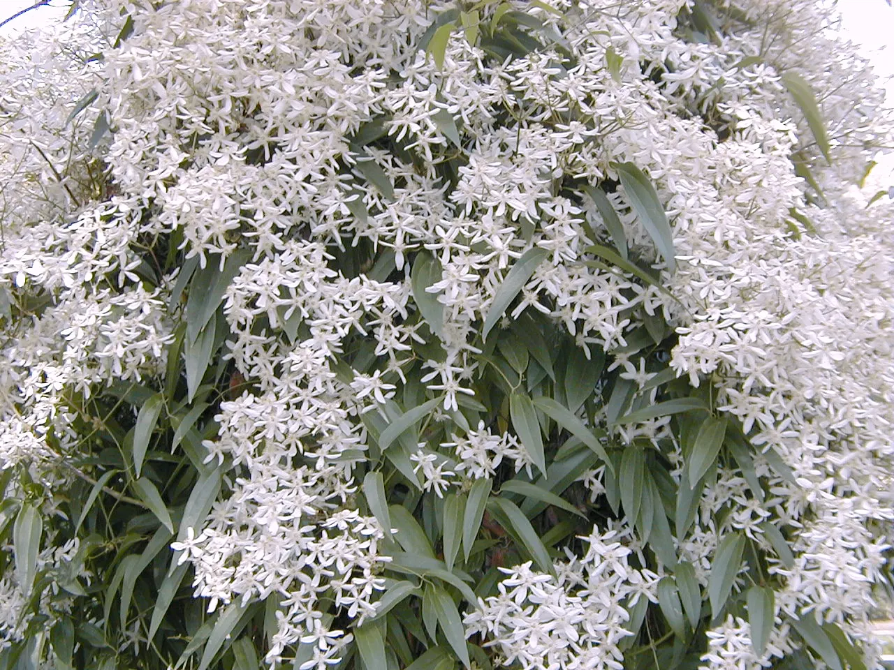 Evergreen Clematis (Clematis Armandii) — but they also draw in pollinators such as bees and butterflies