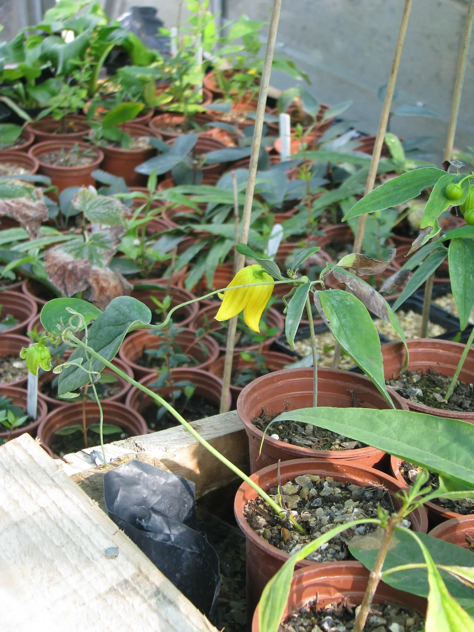 Evergreen Clematis (Clematis Armandii) — each about 2-3 inches in diameter