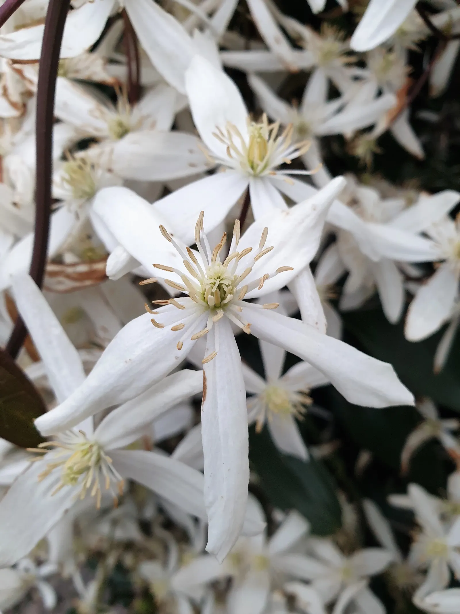 Evergreen Clematis (Clematis Armandii) — making it ideal for trellises
