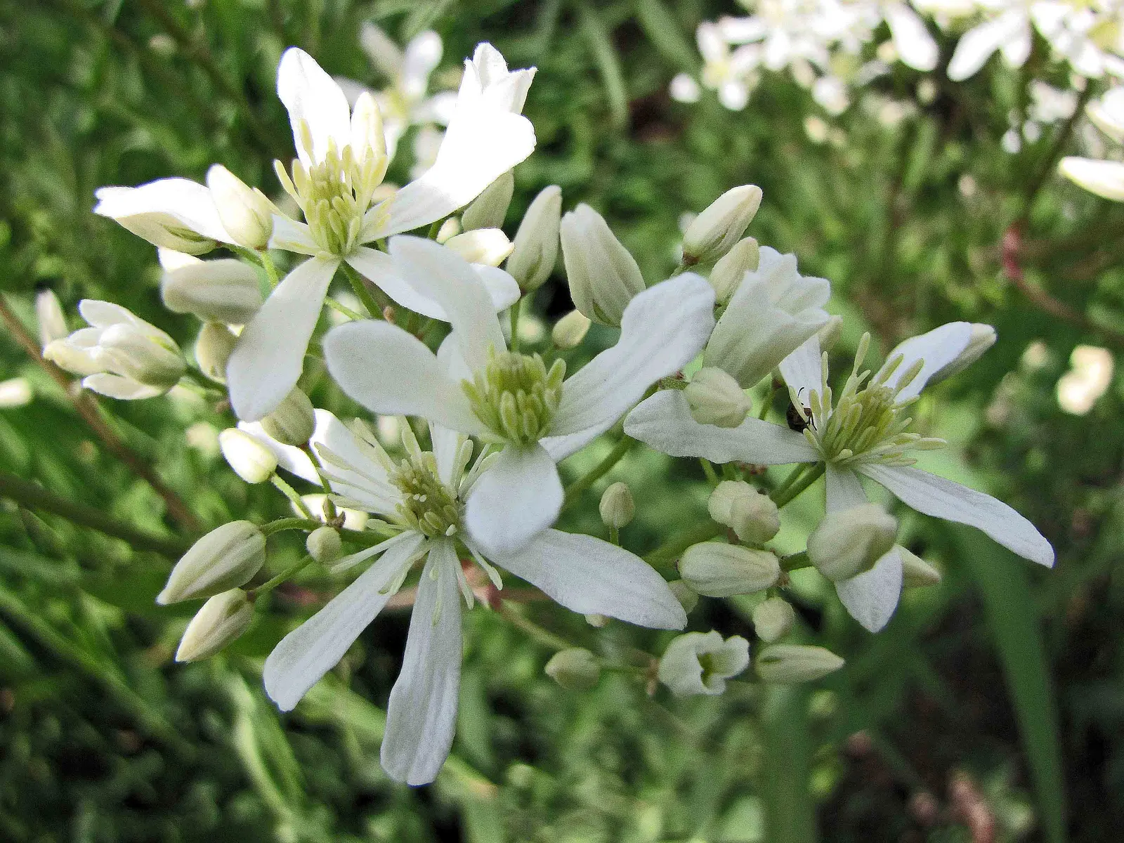 Evergreen Clematis (Clematis Armandii) — This climber thrives in hardiness zones 7 through 9