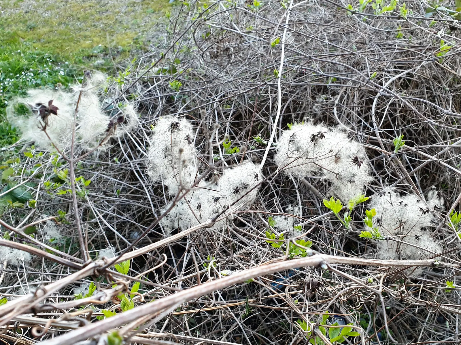 Evergreen Clematis (Clematis Armandii) — scientifically known as Clematis armandii; each about 2-3 inches in diameter