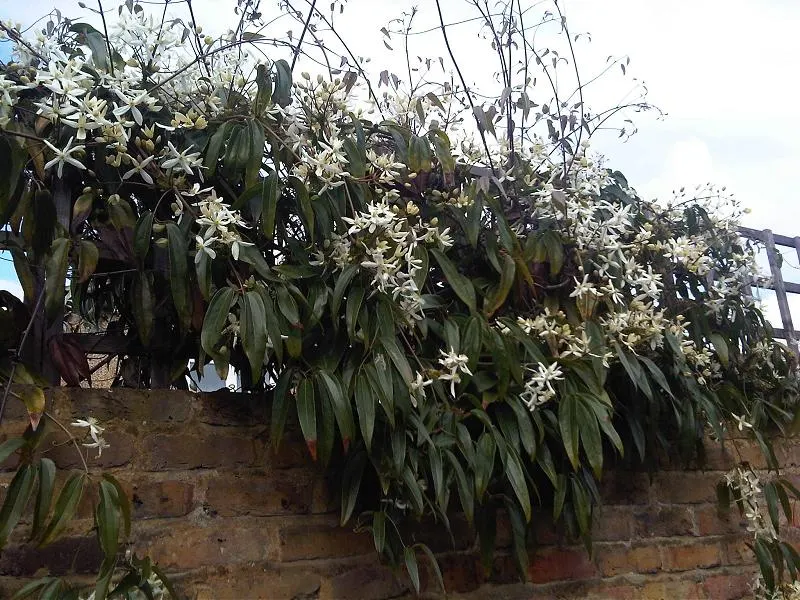 Evergreen Clematis (Clematis Armandii) — white flowers in the garden