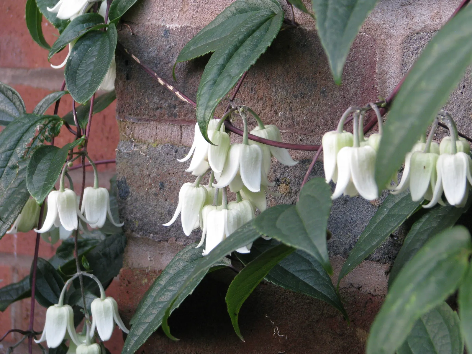 Evergreen Clematis (Clematis Armandii) — dense green curtain up to 25 feet high; leathery leaves that can grow up to 6 inches long